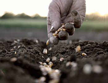 SL Life Lessons: Measure Your Productivity by How Much Seed You Sow